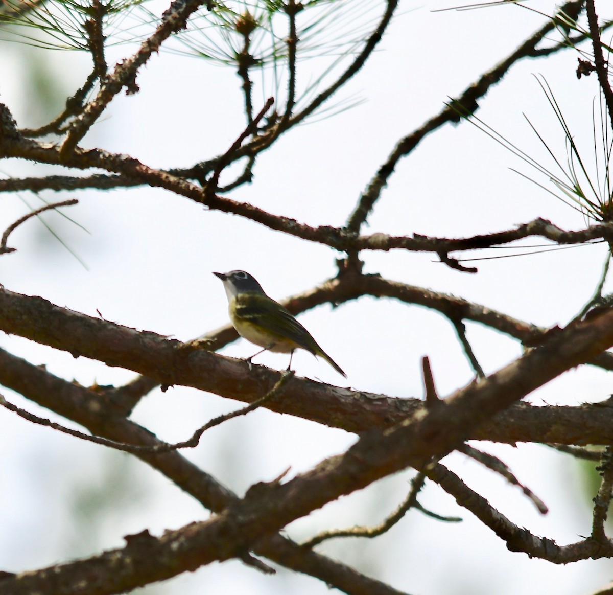 Blue-headed Vireo - Moira Maus