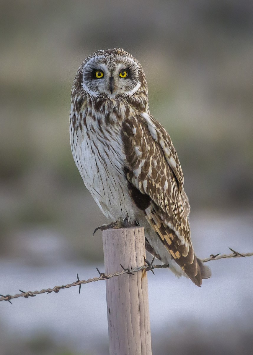 kalous pustovka (ssp. flammeus) - ML229814361