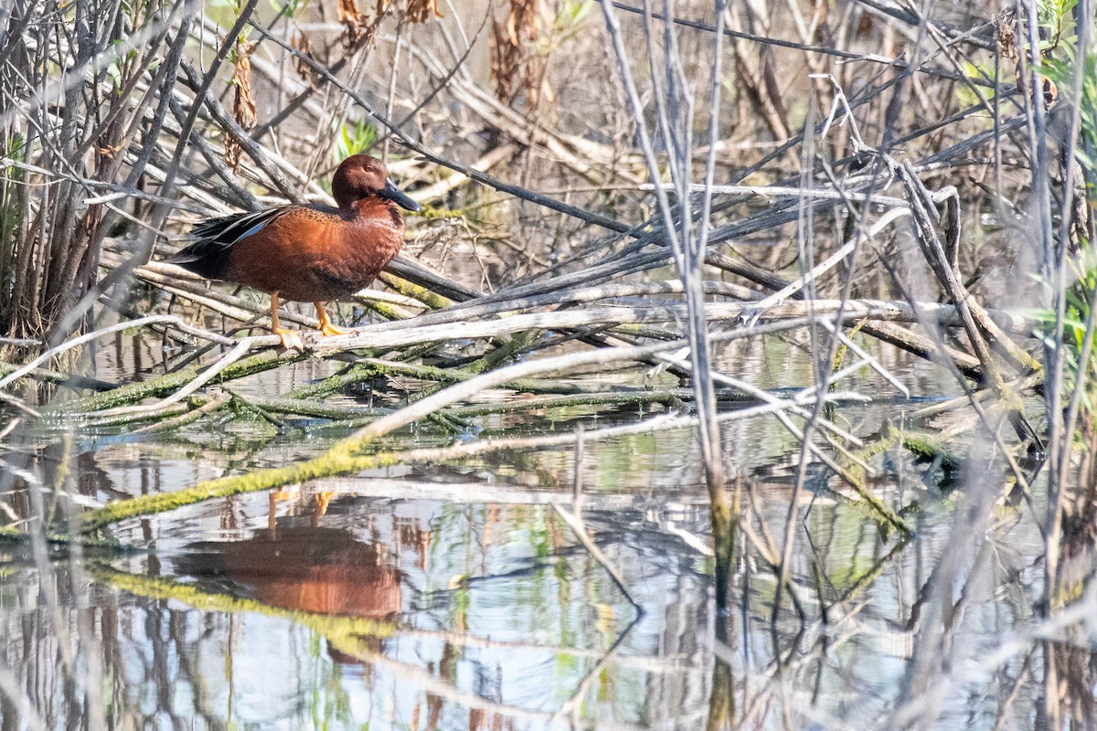 Cinnamon Teal - James McNamara