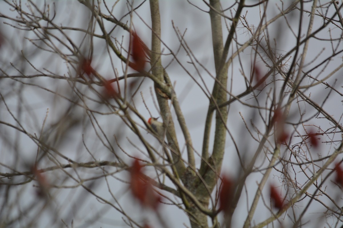 Red-bellied Woodpecker - ML22981671
