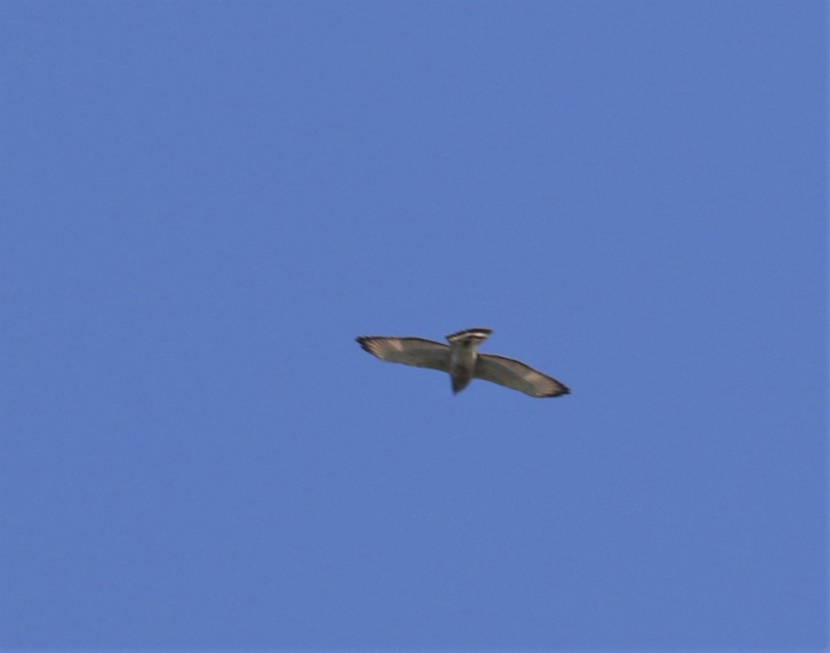 Broad-winged Hawk - ML229817411