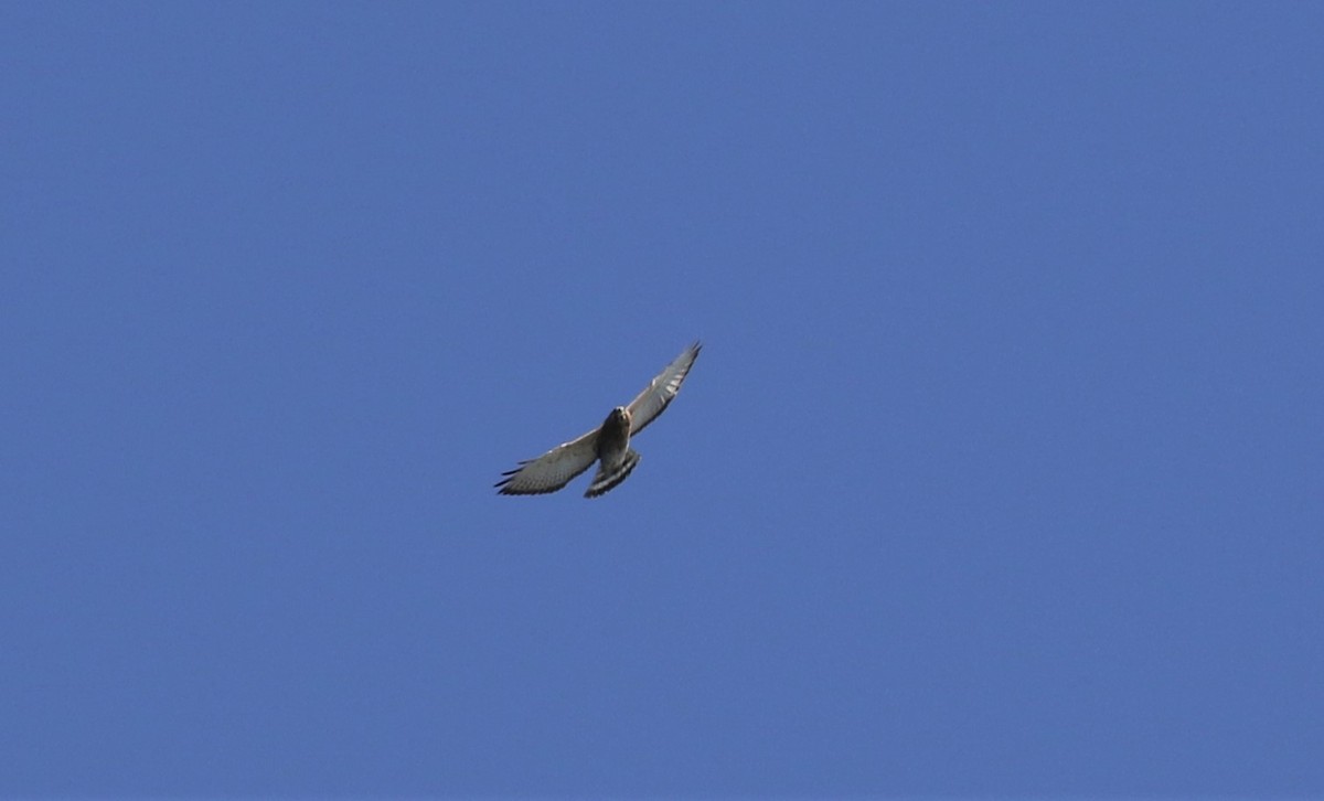 Broad-winged Hawk - ML229817421