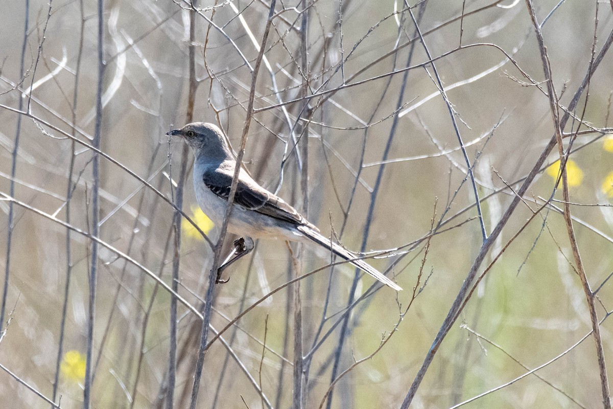 Northern Mockingbird - James McNamara