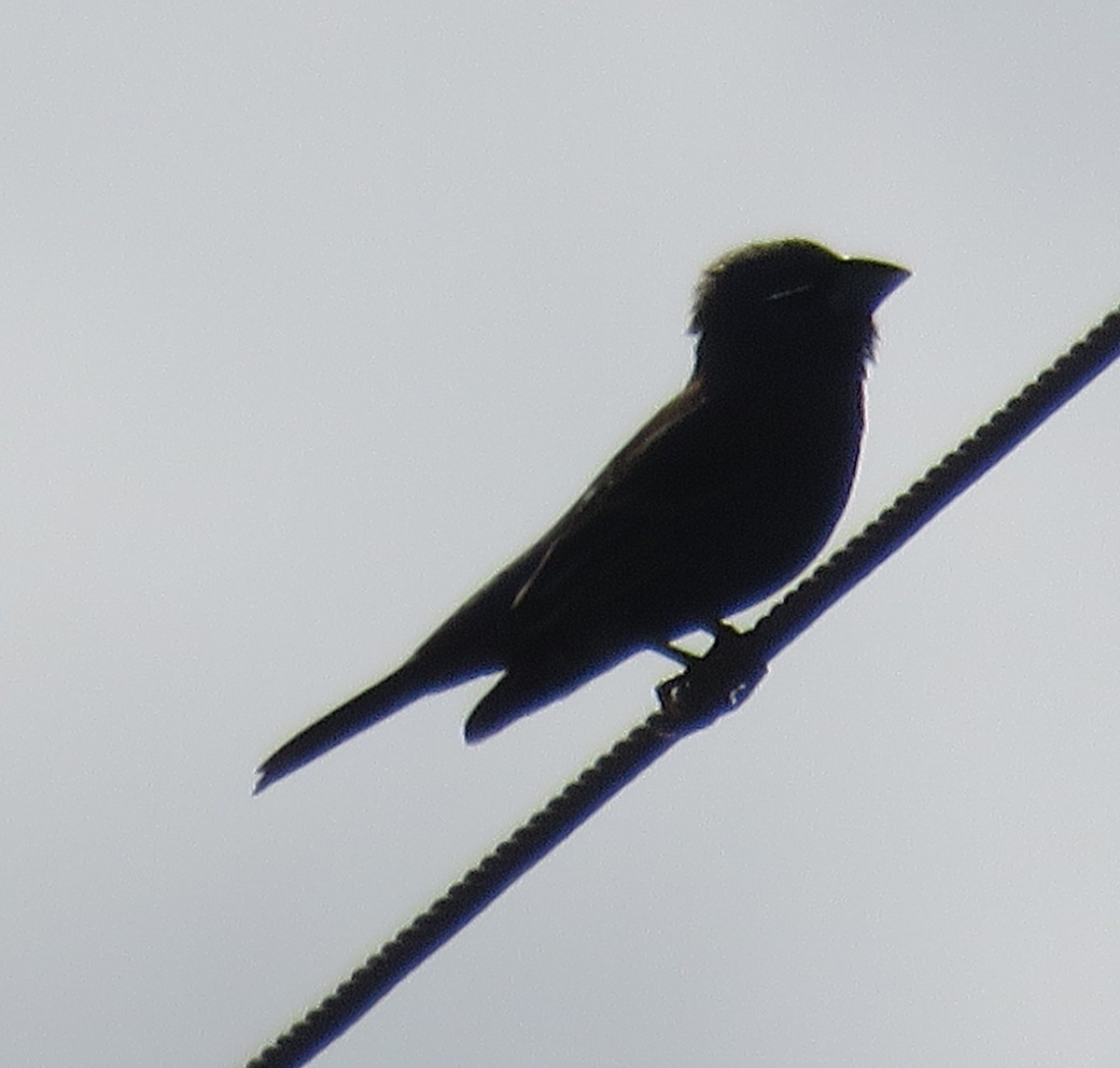 Blue Grosbeak - Bill Wright_cc