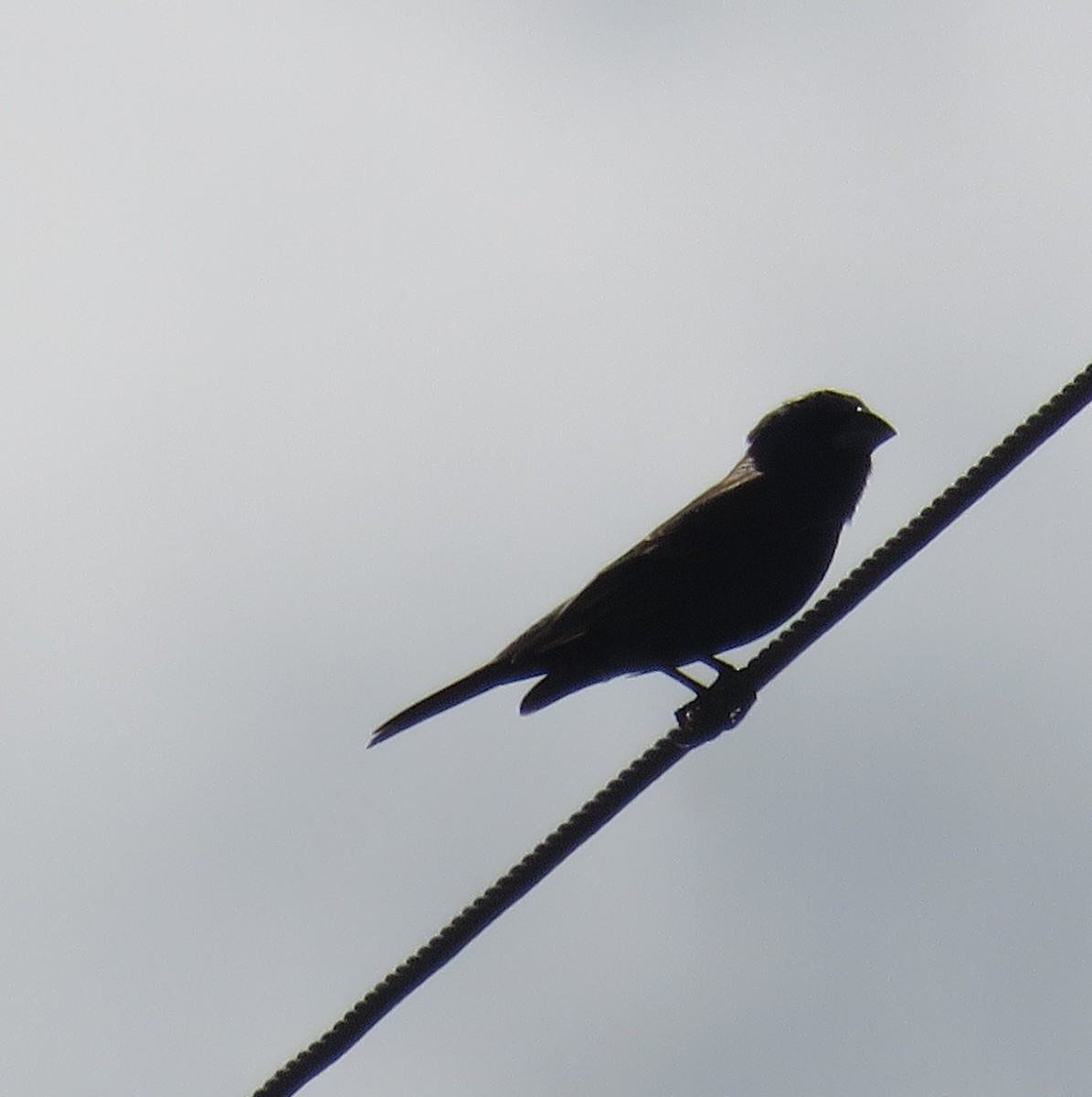 Blue Grosbeak - ML229818871