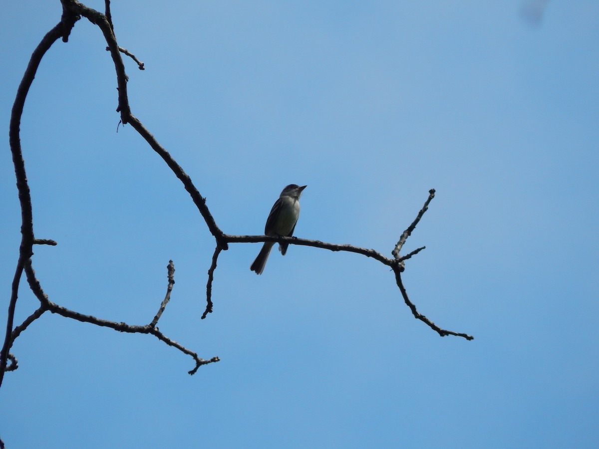 Least Flycatcher - ML229820811