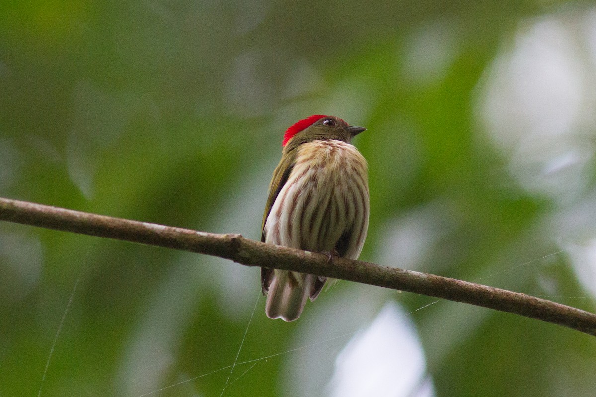 Kinglet Manakin - ML229822241