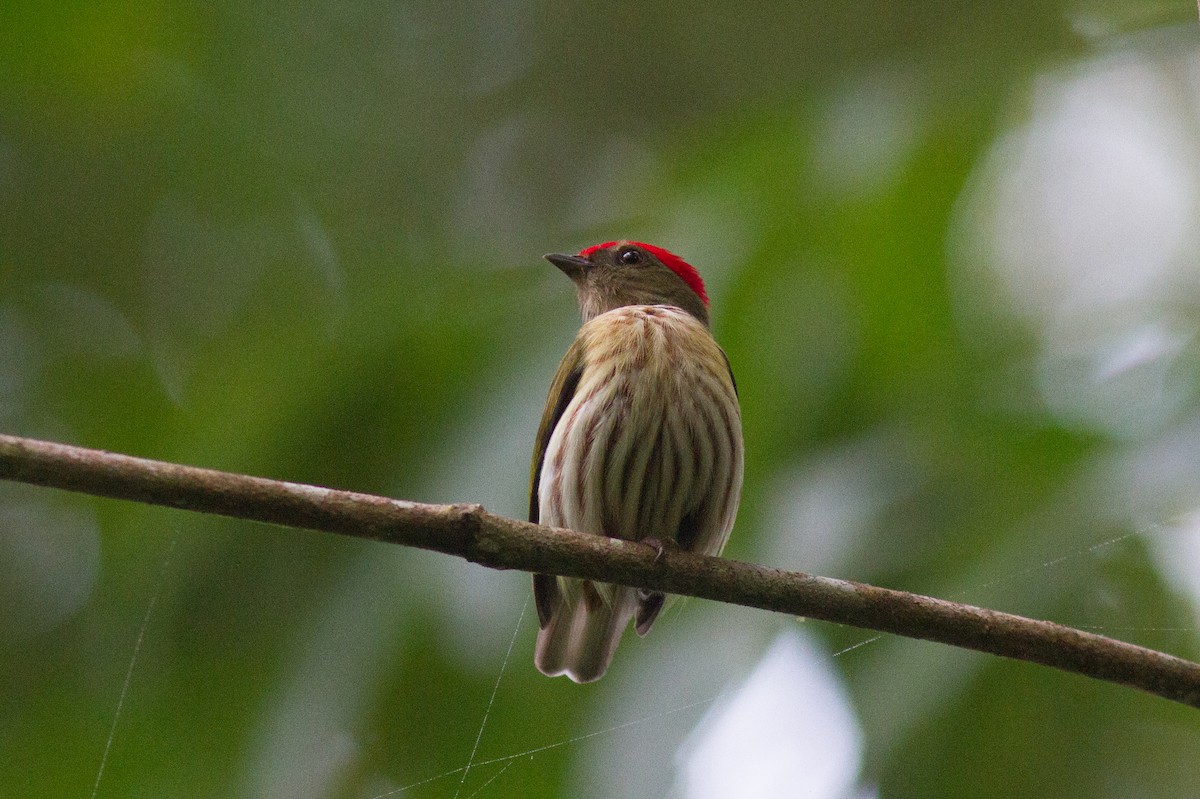 Kinglet Manakin - ML229822261