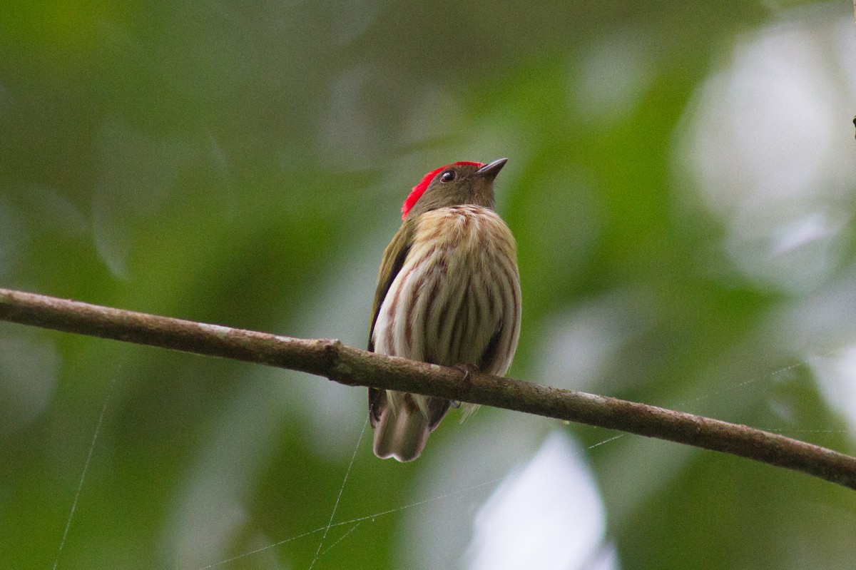 Kinglet Manakin - ML229822271