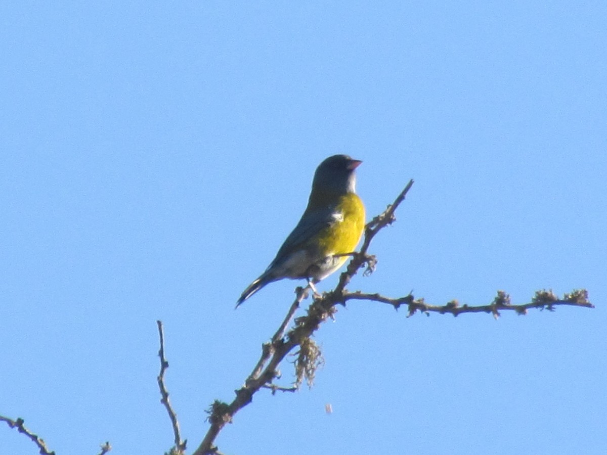 Gray-hooded Sierra Finch - ML229822451