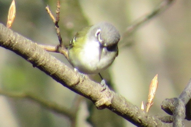 Blue-headed Vireo - Lori Maggio