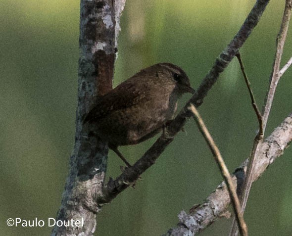 Eurasian Wren - ML229823481
