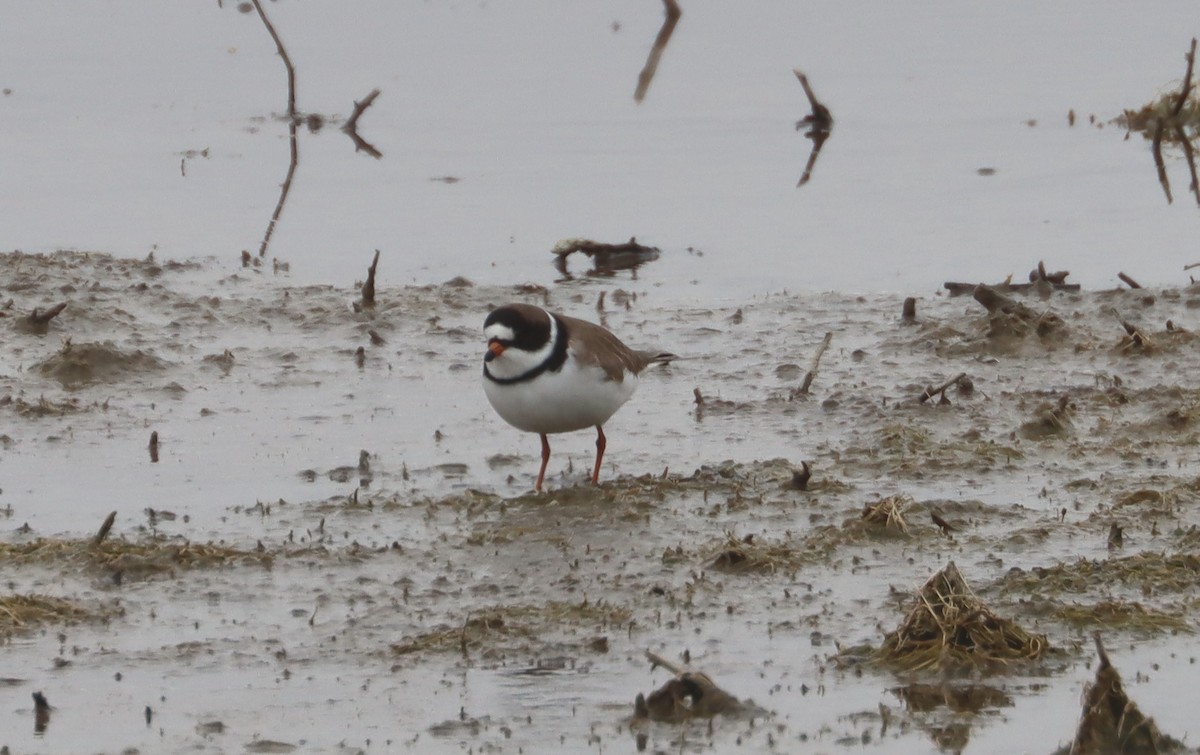 Semipalmated Plover - John Drummond