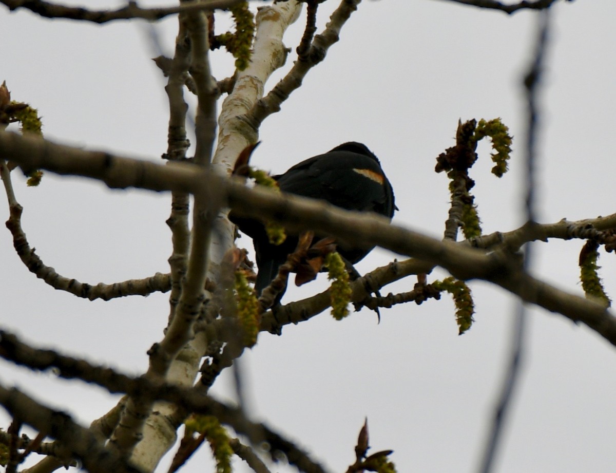Red-winged Blackbird - ML229824831
