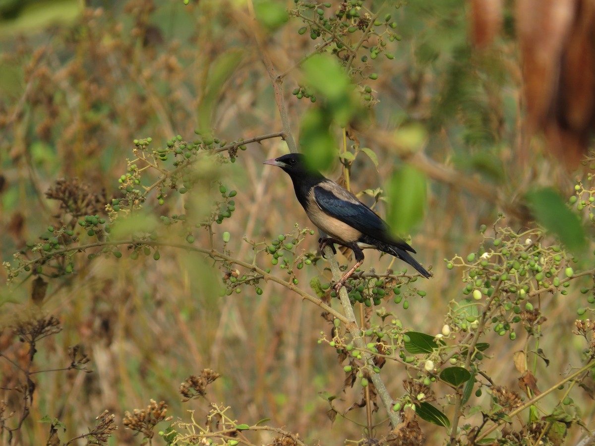 Rosy Starling - ML229826011