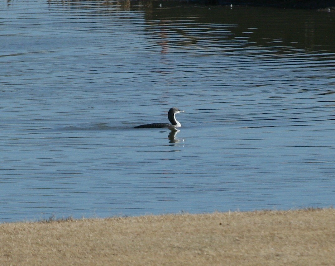 Pacific Loon - David Stejskal