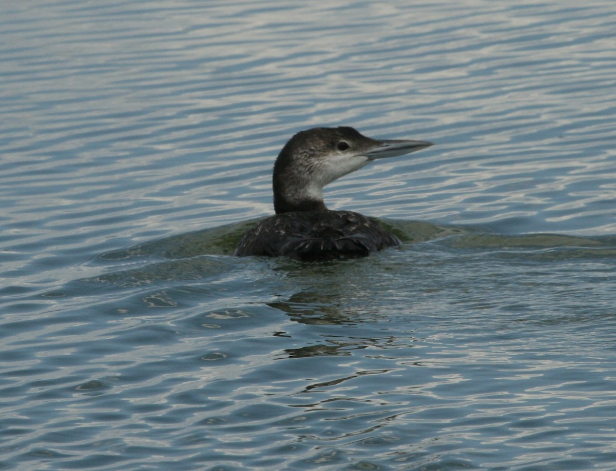 Common Loon - ML229828221