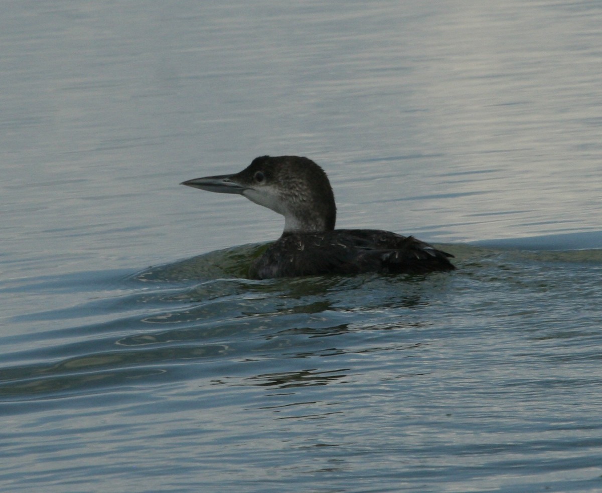 Common Loon - ML229828241