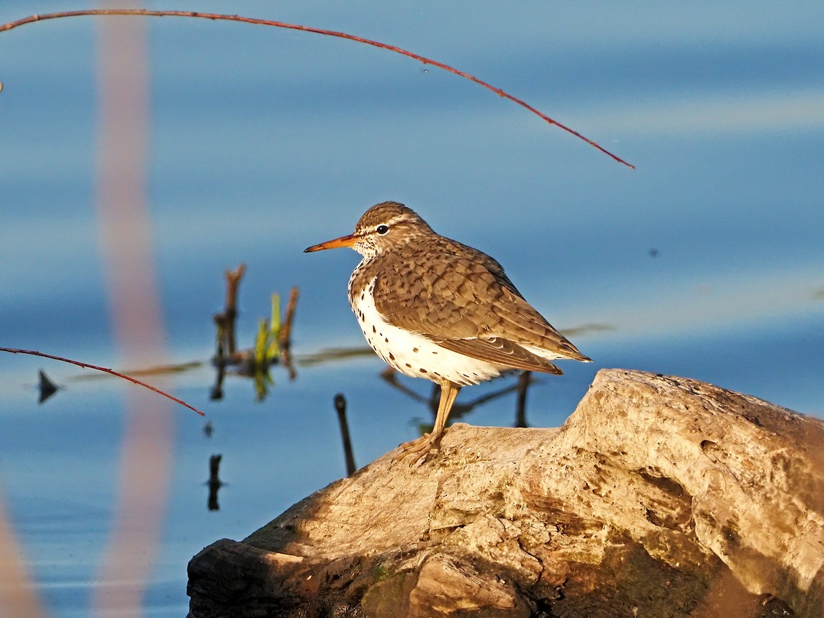 Spotted Sandpiper - Gary Mueller