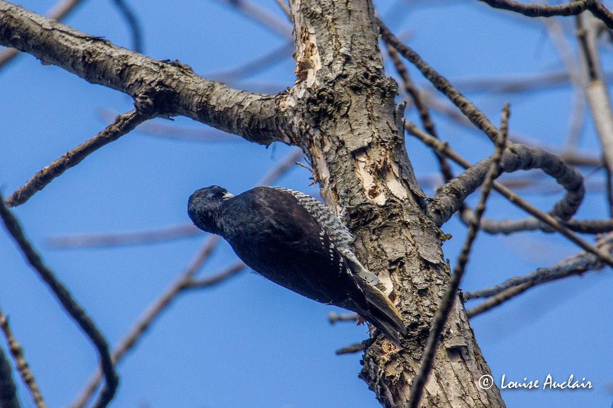 Black-backed Woodpecker - ML229829131