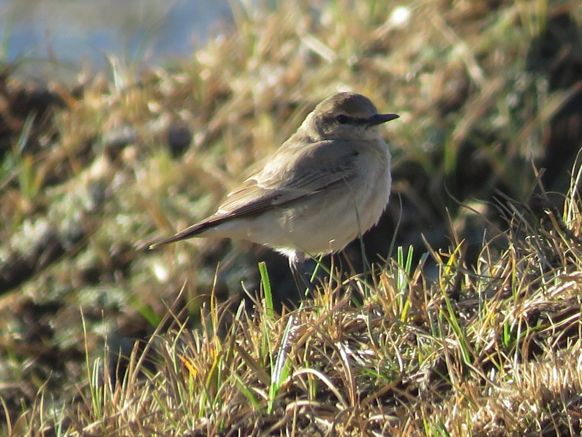 Isabelline Wheatear - ML229829631