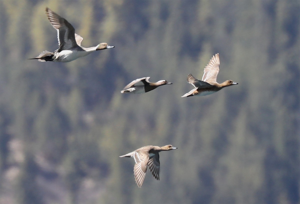 Northern Pintail - ML229834751