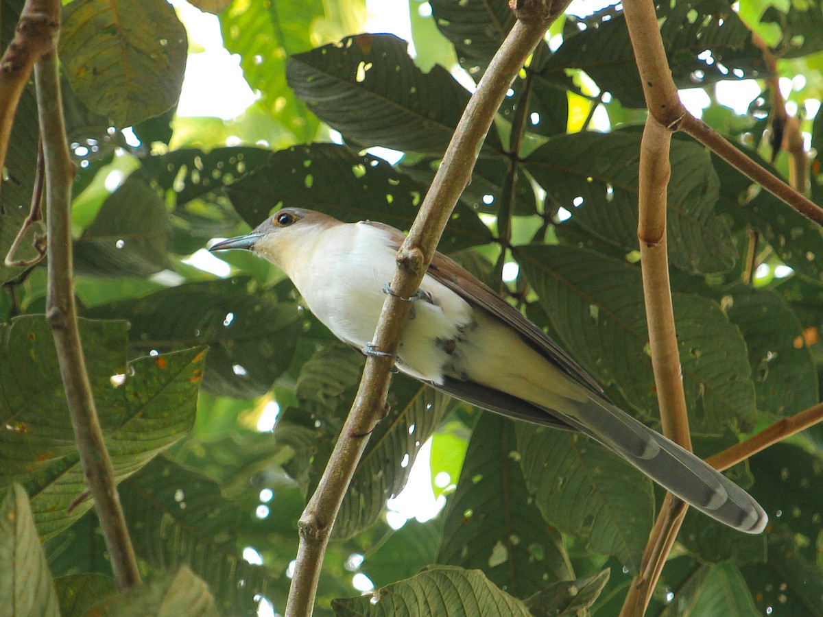 Black-billed Cuckoo - ML229835001