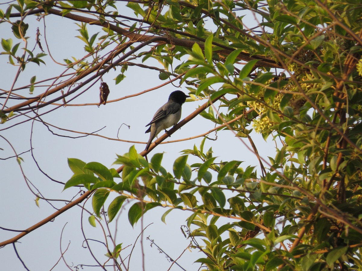 Black-headed Cuckooshrike - Ramit Singal