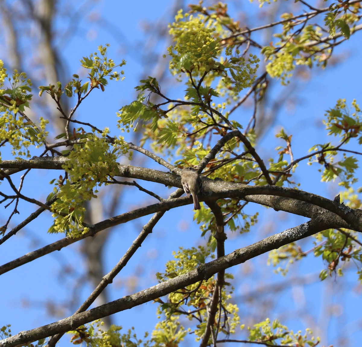 Least Flycatcher - ML229838071