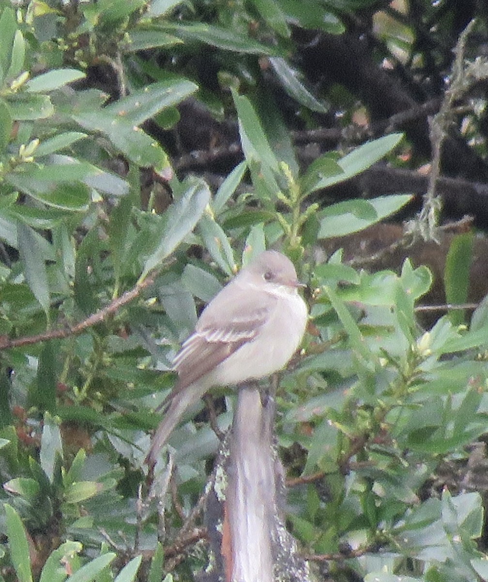 Western Wood-Pewee - ML229838581