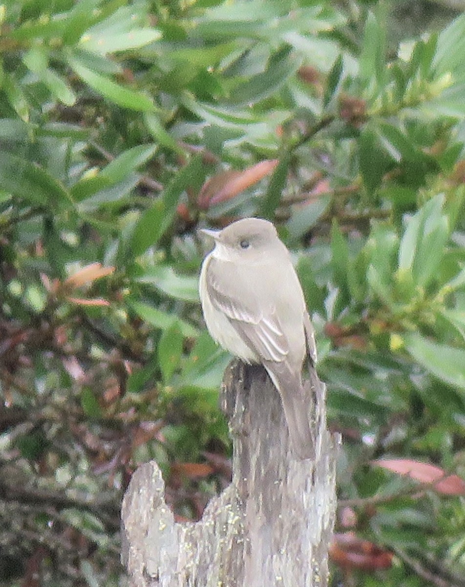 Western Wood-Pewee - ML229838591