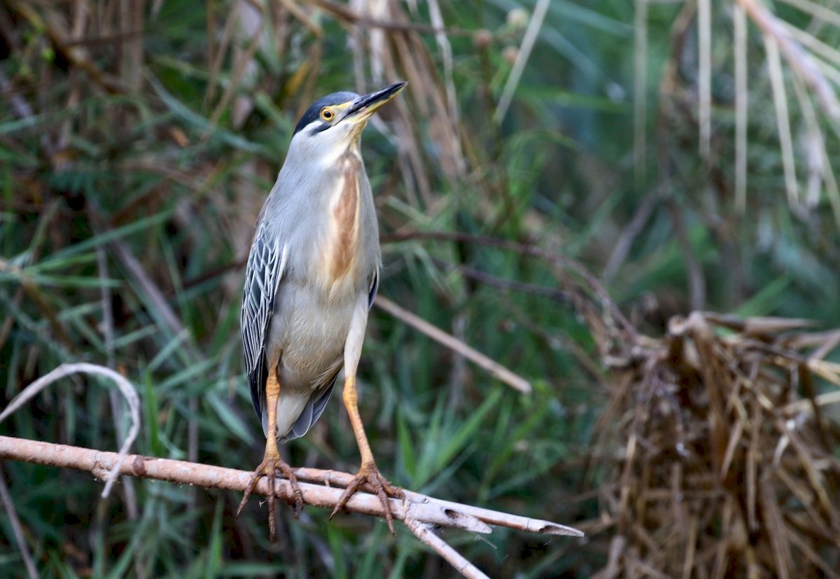 Striated Heron - Carmelo López Abad