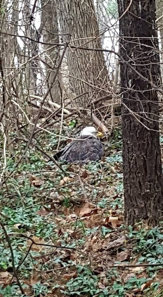 Bald Eagle - ML22983931