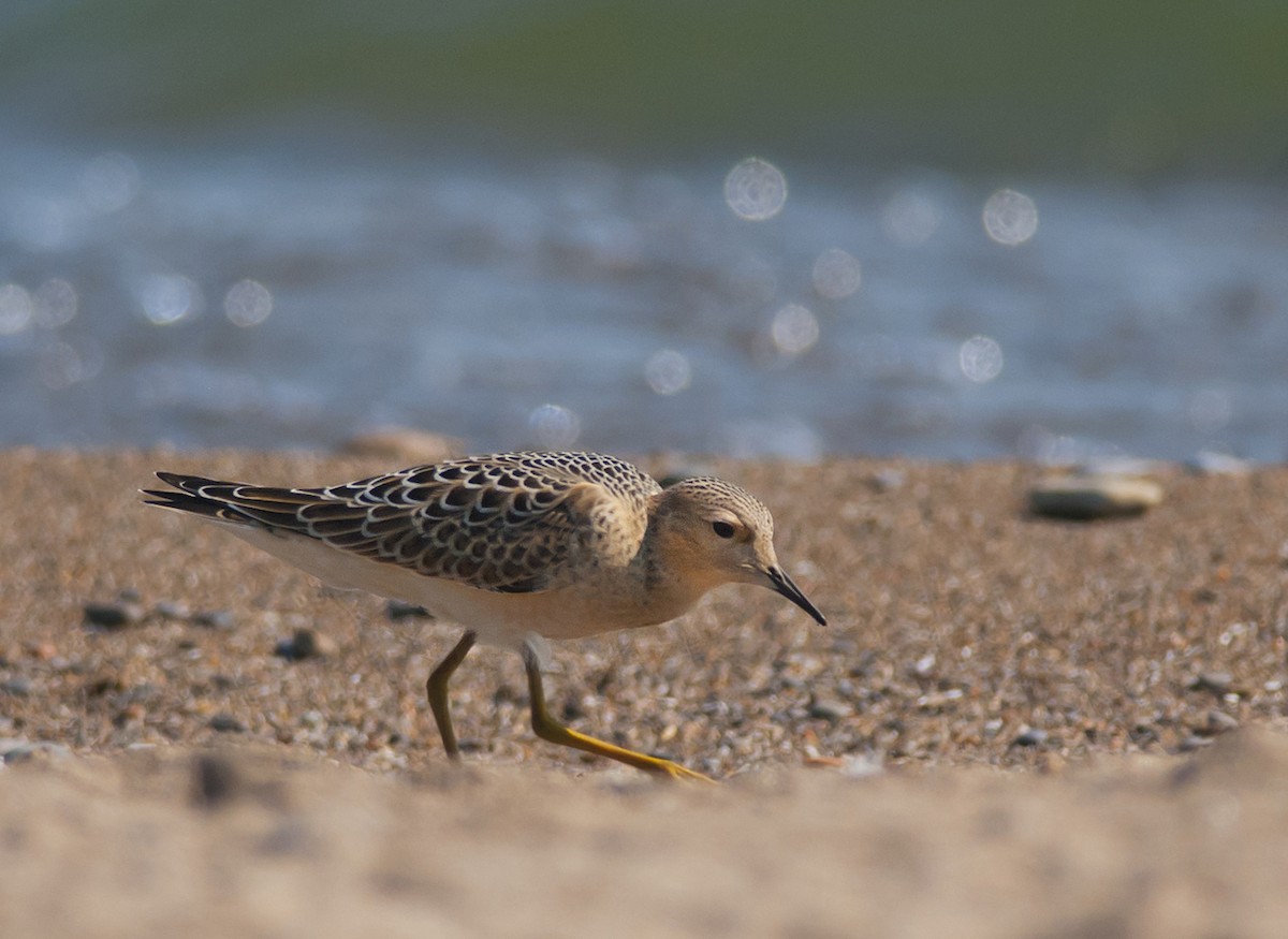 Buff-breasted Sandpiper - ML229841061