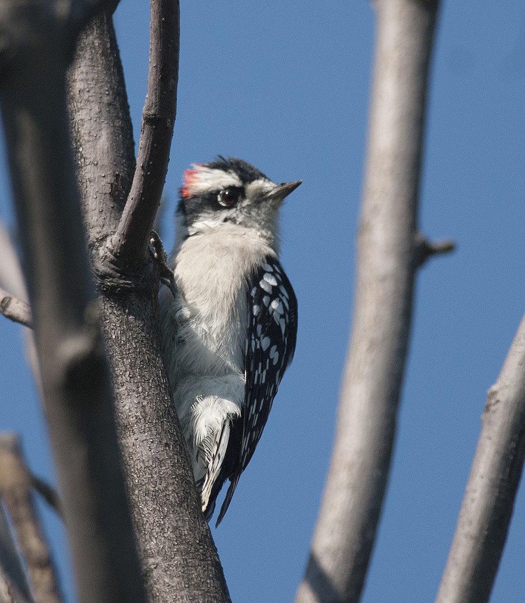 Downy Woodpecker - ML229841241