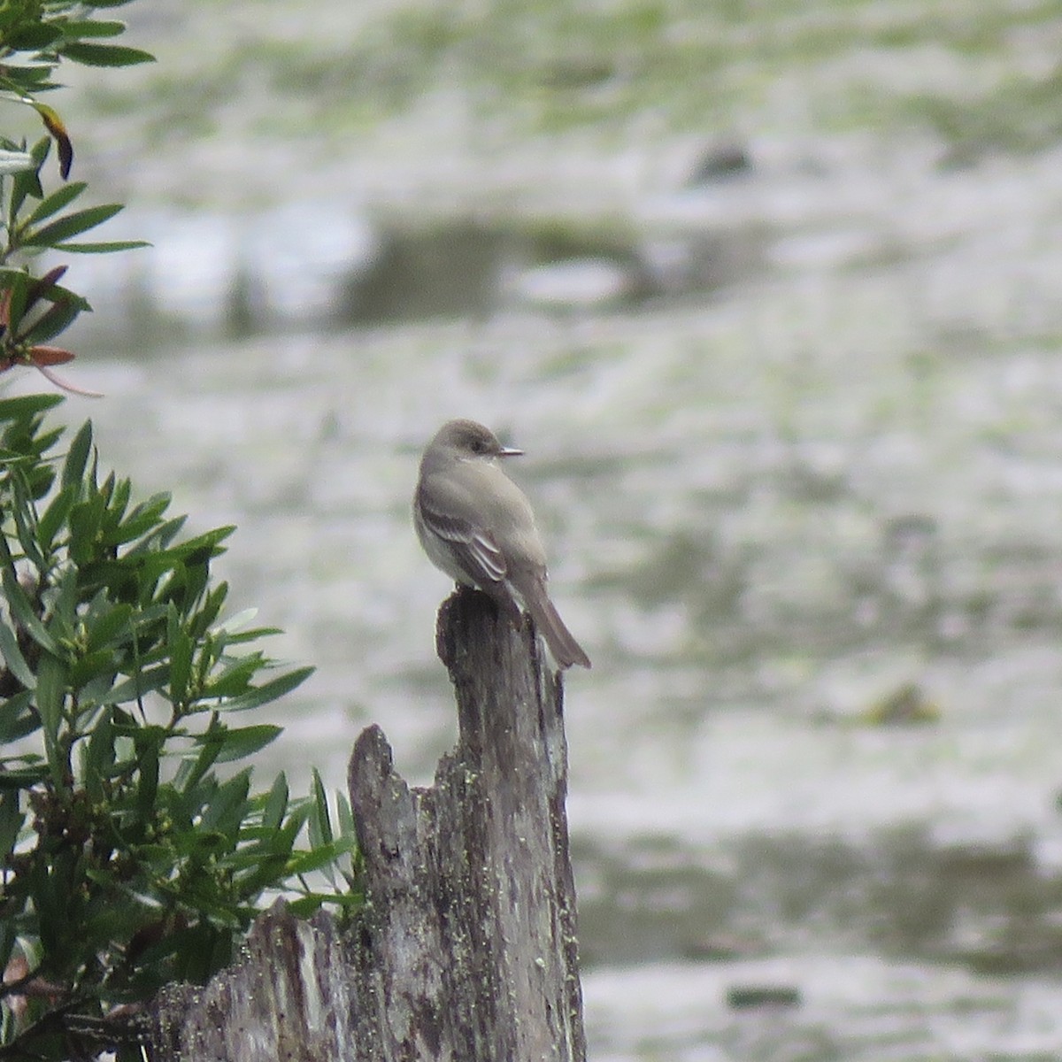 Western Wood-Pewee - ML229843161