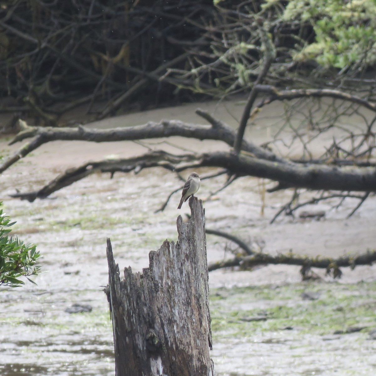 Western Wood-Pewee - ML229843421