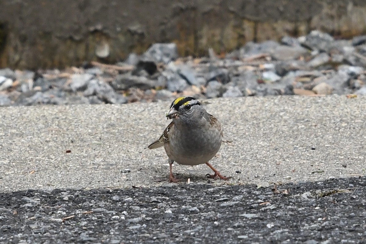 White-crowned x Golden-crowned Sparrow (hybrid) - Steve Heinl