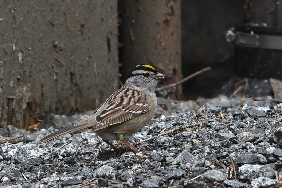 White-crowned x Golden-crowned Sparrow (hybrid) - Steve Heinl