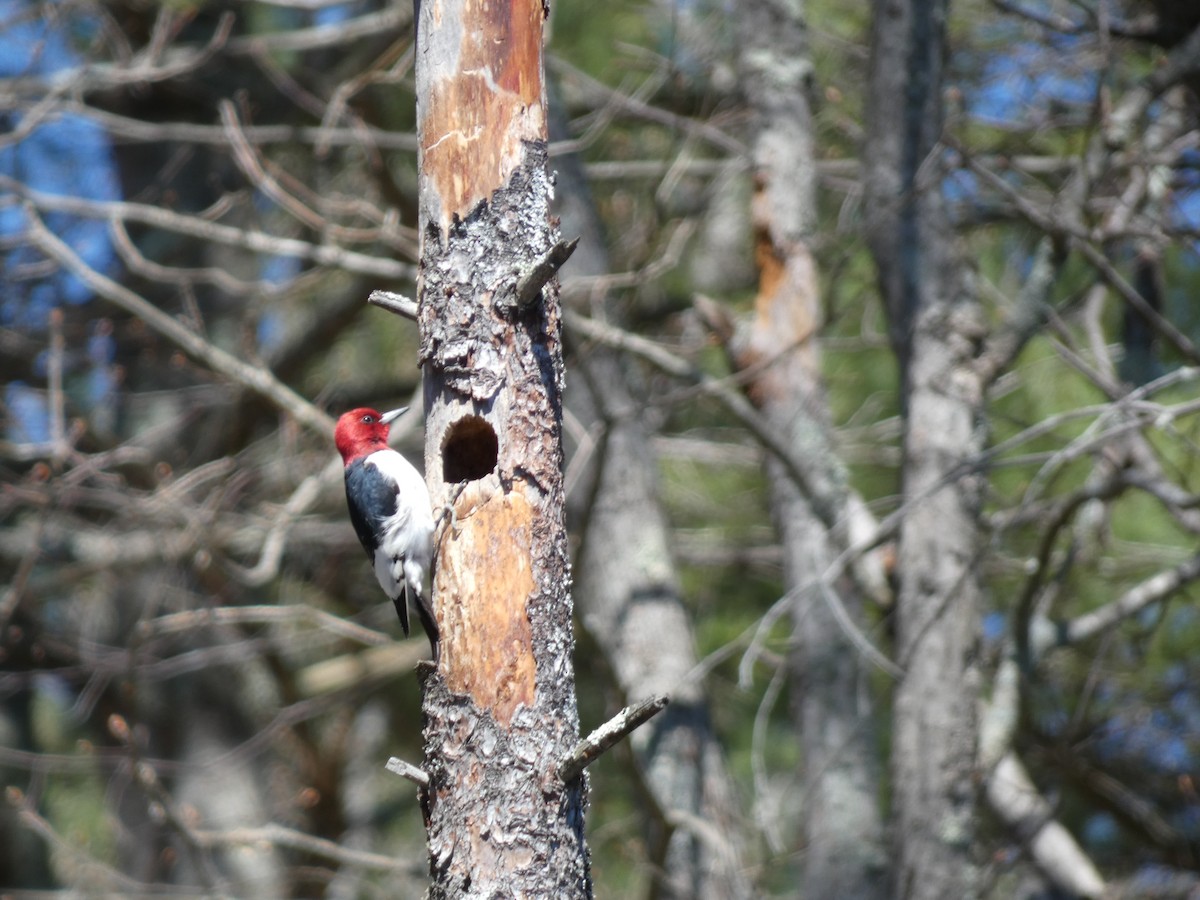 Red-headed Woodpecker - ML229843851