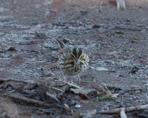 Savannah Sparrow - ML229845551