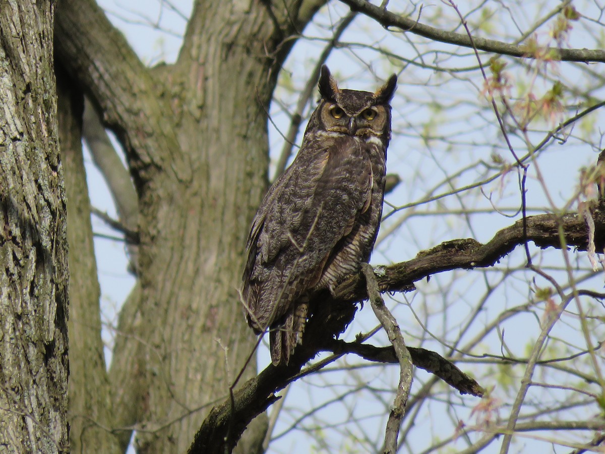Great Horned Owl - ML229846021