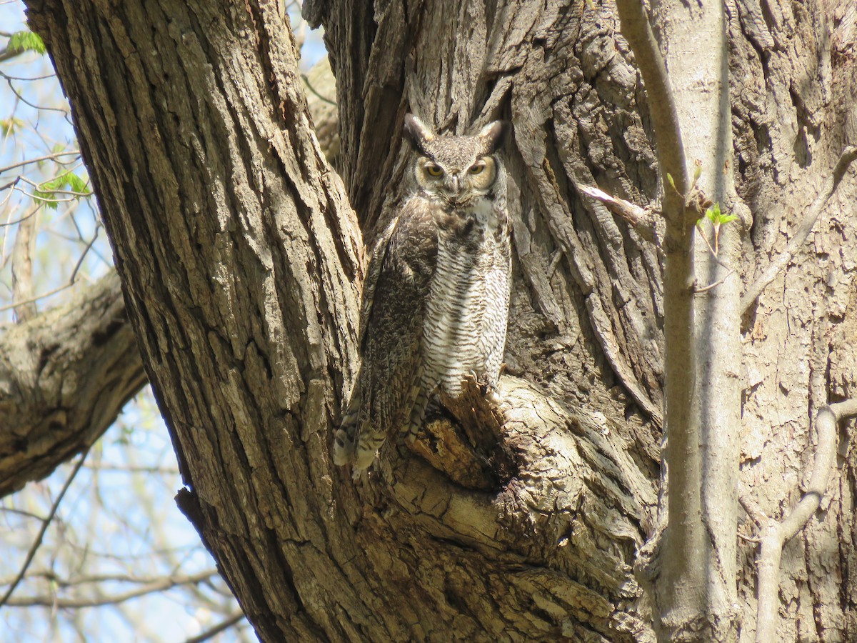 Great Horned Owl - ML229846231