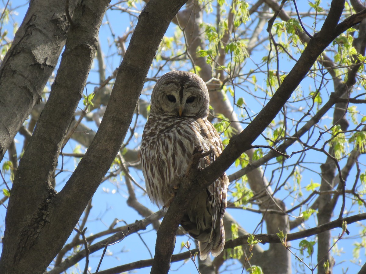 Barred Owl - Becca Nelson