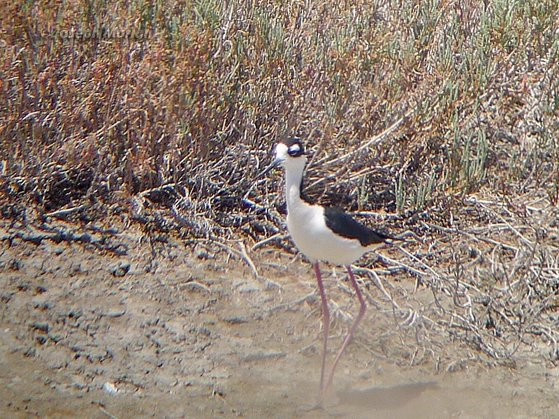 Black-necked Stilt - ML229846741