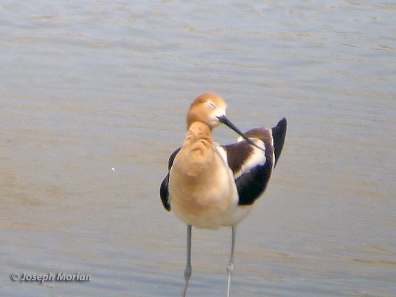 American Avocet - Joseph Morlan