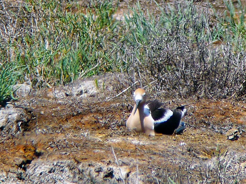 American Avocet - Joseph Morlan