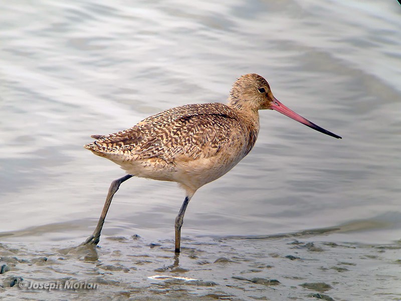 Marbled Godwit - ML229846921