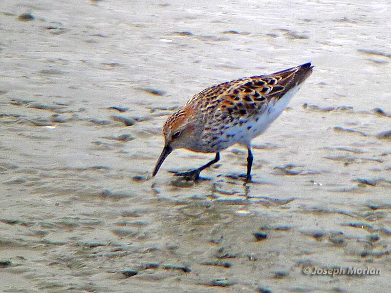 Western Sandpiper - ML229847331