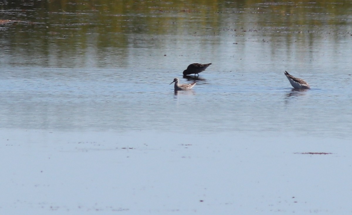 Wilson's Phalarope - ML229847921